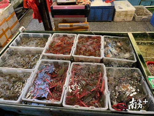 探營佛山農產(chǎn)品批發(fā)市場 復工復產(chǎn)之路上的堅守與希望